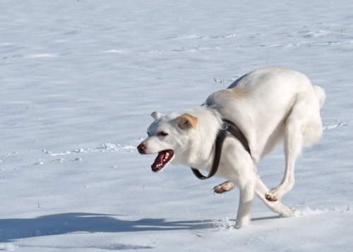 Ein Trainer mit Herz und Verstand, der kompetent ein abwechslungsreiches Training bietet. Der sehr empathisch mit Hund und Anhang umzugehen weiß und wie nebenbei sein umfassendes Wissen zur Verfügung stellt.  Die jeweiligen Übungen sind in kleinen und verständlichen Schritten aufgebaut, sodass Herrchen /Frauchen und Hund gut folgen können.  So können wir sagen, wir sind hier gut aufgenommen und freuen uns auf jedes Training.