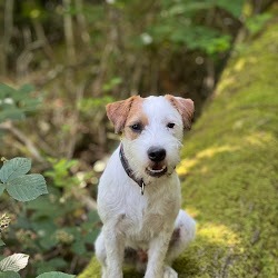 Robin Tast ist mit seiner Ausstrahlung und Fähigkeit, wie er mit Hund und Mensch umgehen kann, für uns der optimale Coach. Wir können Robin allen Hundebesitzern, die etwas über positive Erziehung lernen möchten, wärmstens empfehlen. Spot und Team