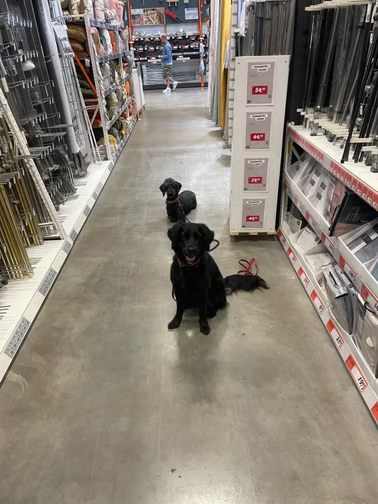 Zwei Hunde sitzen ruhig im Gang eines Baumarkts während der Baumarkt-Rally.