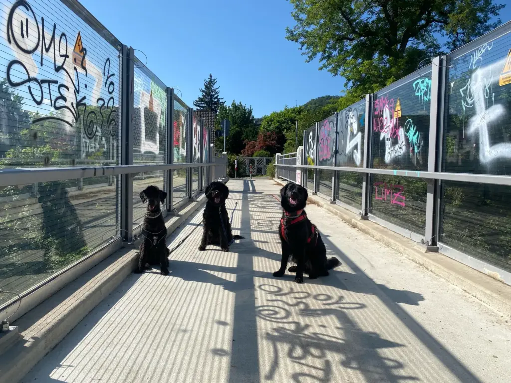 Drei schwarze Hunde sitzen nebeneinander auf einer Brücke nach einem Trainingsspaziergang.