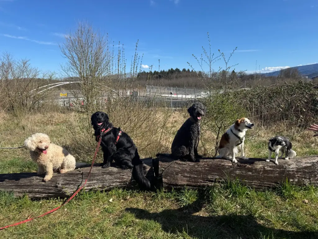 Fünf Hunde sitzen in der Frühlingssonne nebeneinander auf einem Baumstamm am Freiburger Flugplatz.