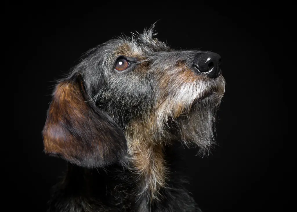 Porträt von Lilly, einem grauen Hund mit rauem Fell, der vor schwarzem Hintergrund aufmerksam nach oben schaut.