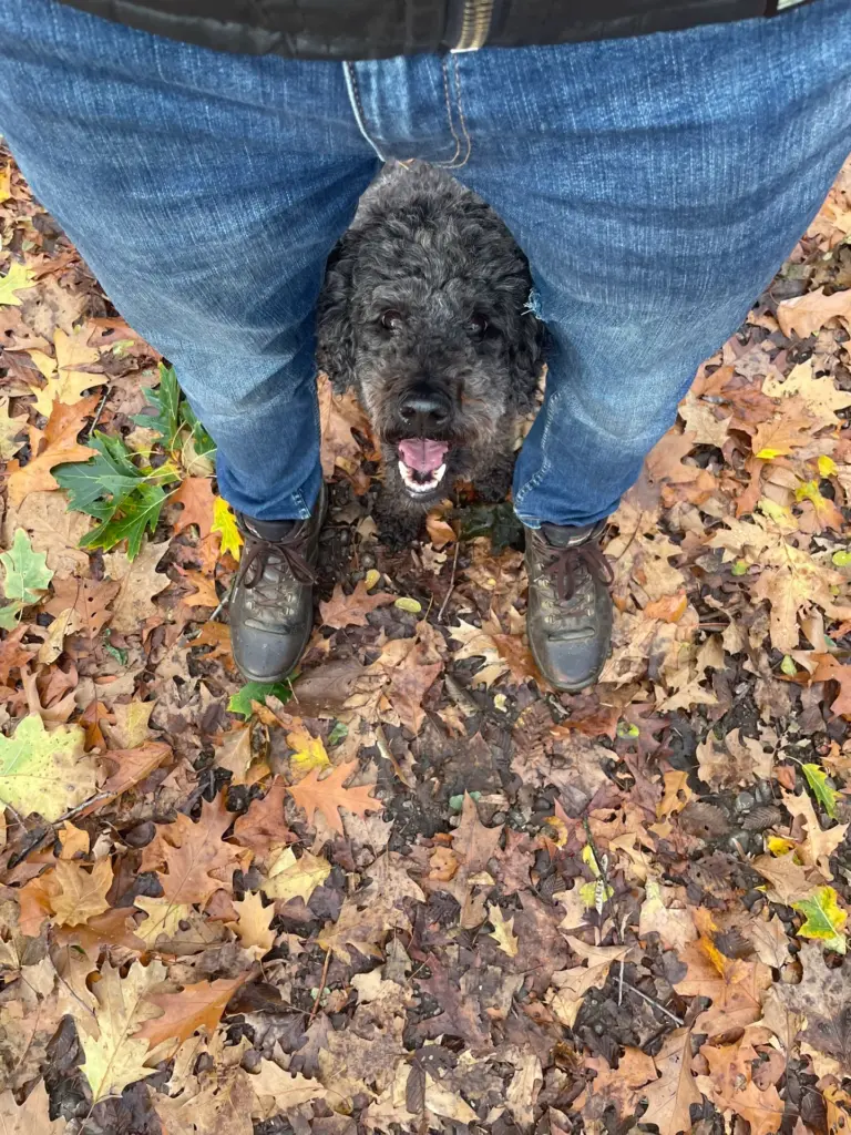 Pudeldame Amy steht zwischen den Beinen ihres Menschen im Herbstlaub und schaut nach oben.