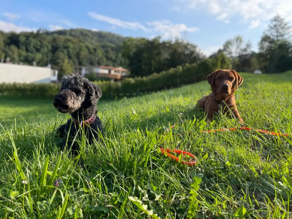Zwei Hunde liegen entspannt nebeneinander auf einer sonnigen Wiese beim Ruhetraining.