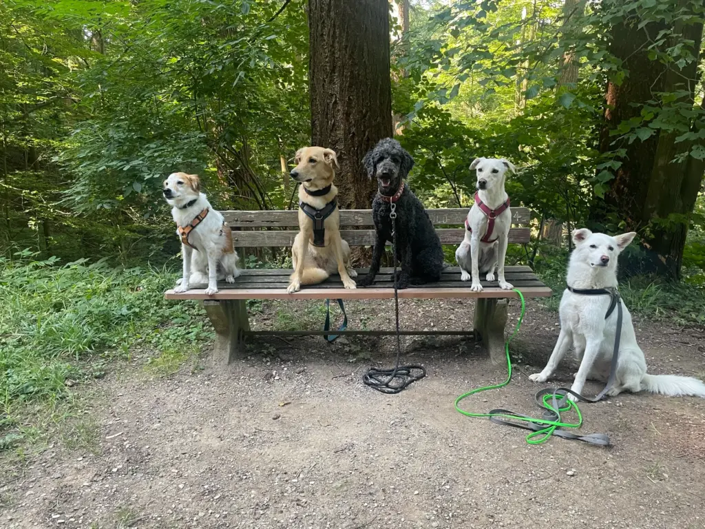 Fünf Hunde warten ruhig auf und neben einer Holzbank im Wald während eines Sozialspaziergangs bei Freiburg.
