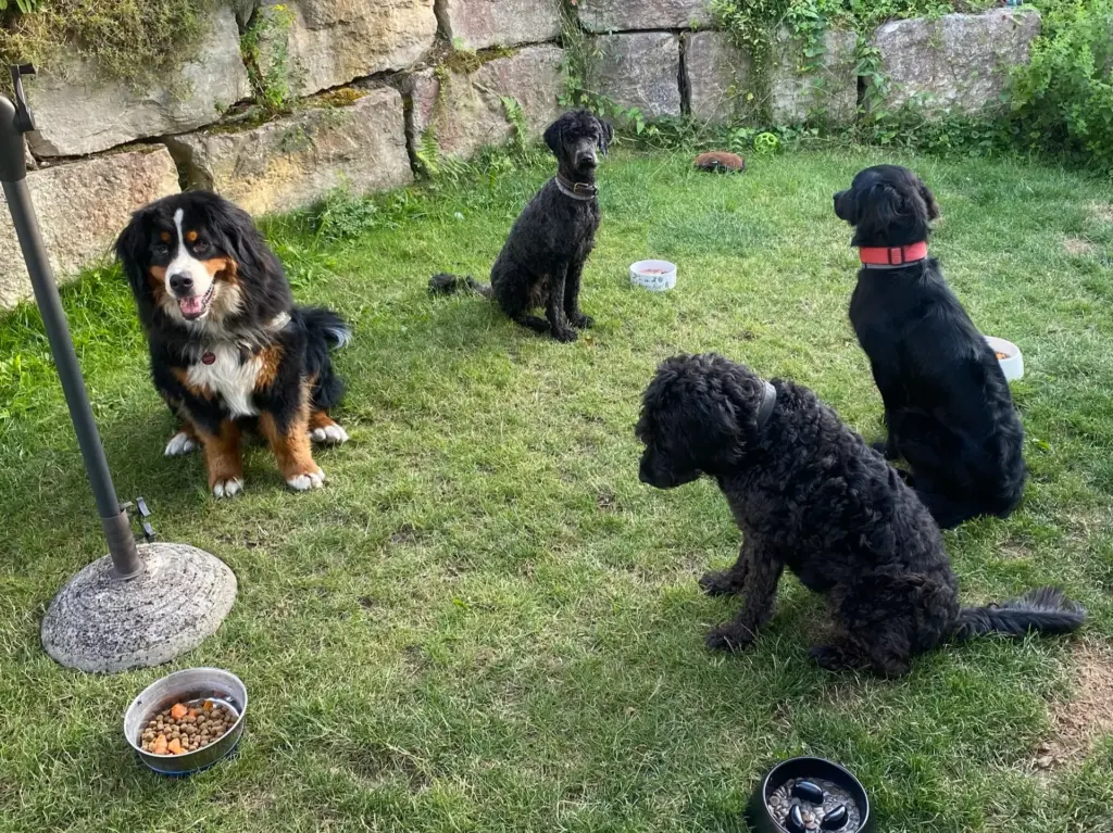 Vier Hunde sitzen auf einer Wiese vor ihren gefüllten Näpfen und warten gespannt auf das Okay zum Fressen.