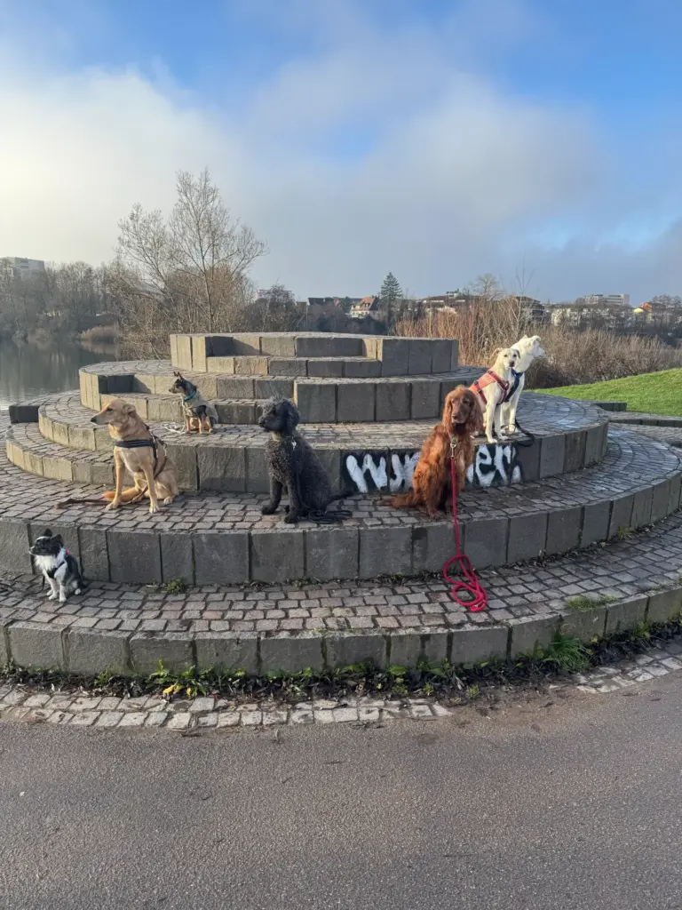 Sieben Hunde sitzen verteilt auf einer runden Steintreppe am Wasser und warten ruhig.